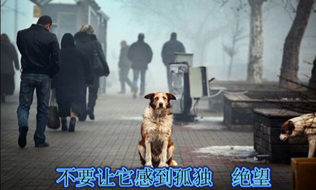 昌平昌平爱影圈微博微信转发案例